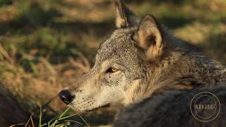 Wolves 101 | Nat Geo Wild