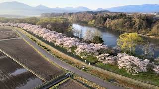 【ドローン撮影】2022 桜並木🌸岩手県雫石町　雫石川園地