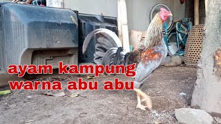 Melepas ayam kampung warna abu