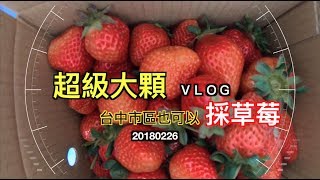 阿英草莓園 台中採草莓!｜超紅超大顆 |親子出遊體驗｜