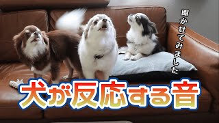 【検証】犬が反応する音♪犬が首を傾げる音♪犬が喜ぶ音♪モスキート音♪犬の鳴き声♪などTikTokティックトックで話題の犬が反応する音を愛犬に聞かせてみました！！