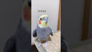 元気な【こんにちは】をお届け！オカメインコこはくさん #shorts