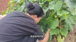 东北农村，我和媳妇去老妈家菜园子多摘点菜，报这几天有雨