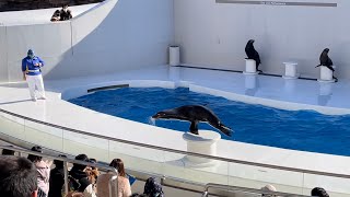 【4K HDR】Kamogawa SeaWorld Sea lion Full Show (Jan.2021)