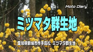 【Moto Diary】【4K】ミツマタ群生地  (愛知県新城市作手高松）