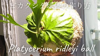 ビカクシダリドレイボールの作り方  Platycerium ridleyi ball  作ってみたらめちゃくちゃかわいい😍