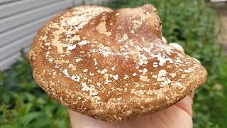 HUNTING MEDICINAL POLYPORE MUSHROOMS IN THE BIRCH FOREST, Birch Polypore (Fomitopsis betulina)