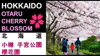 HOKKAIDO X / SAMPLE ITINERARY/ CHERRY BLOSSOMS / OTARU TEMIYA PARK /北海道X / 行程様本 / 小樽 手宮公園 / 賞櫻花之旅