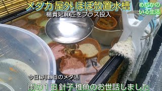 メダカ 屋外 ほぼ放置水槽へ楊貴妃移動プラス10匹投入 その間に針子 稚魚 餌やり 足し水 水換え 過密水槽