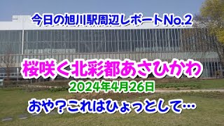 【桜開花】今日の旭川駅周辺レポートNo.2【北彩都あさひかわ】