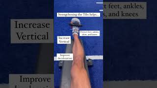 The Most Undertrained Muscle: The Tibialis Anterior