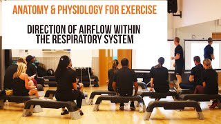 Direction of airflow within the respiratory system