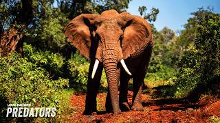 Humans vs Elephants: The Underestimated Giants | Kenya Wildlife Diaries 101