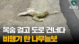 시속 0.9km로 도로 건너다···하늘을 난 나무늘보