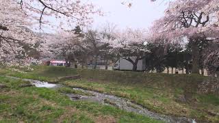 4KHDR24P Xperia 1 II SOG01 観音寺川さくら並木 (1) 2024/04/18