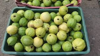 Ayakudi Guava Market Hub palani | eat healthy and stay healthy | natural fruit | ayakudi palani |