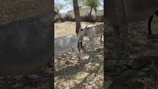 Desert Donkey Mating season desi