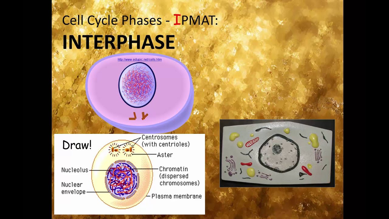 6.B Cell Cycle & IPMAT C - YouTube