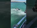 cows leap off boat and swim to irish island for grazing