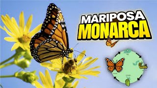 La increíble vida de las MARIPOSAS MONARCAS 🦋🧬