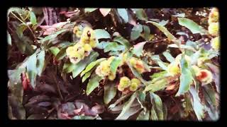 Chinquapin Trees and Nuts North Carolina Mountains