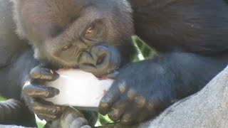 ハオコ家族のアイスケーキバトル（Ice cake Battle)　Western Lowland Gorilla Haoko family in Ueno zoo【291】2021.07.16