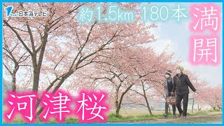 【河津桜が見頃】全国的に晴れてぽかぽか陽気！　土手沿いに約1.5㎞にわたって180本の桜が満開　島根県雲南市