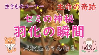 超貴重映像！！「セミの神秘」羽化の瞬間を撮影に成功。