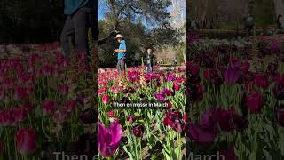 Tulip timeline at Descanso