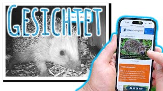 Aufruf zur Mitmach-Aktion mit Wildkamera 💥 NABU Naturgucker 🦔 Endlich Igel-Babys Ende September 😳🥰🤗