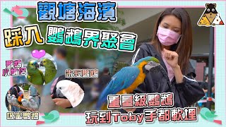 【寵物浦點】觀塘海濱鸚鵡界聚會🦜｜吸蜜鸚鵡 朱冠鸚鵡 鸚鵡小情侶💕 | 東九龍鸚鵡之友 Parrot Party| Toby 陳庭欣