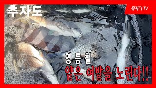 영등철 수심 얕은 여밭을 노린다!! (추자도쇠머리)