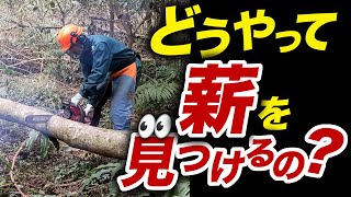 【薪の集め方】どうやって見つける？探し方！