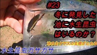 ＃23　冬に発見した池に水生昆虫はいるのか？