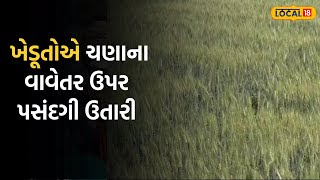 Jamnagar News |  ખેડૂતોએ જીરુંથી મોં ફેરવી લીધું, ચણાના વાવેતર ઉપર પસંદગી ઉતારી, જાણો કારણ |Local18