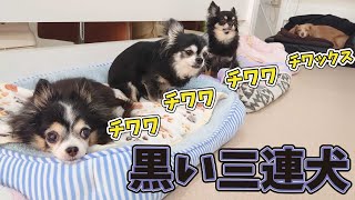 黒い三連犬　🐶ひみつきちなう！#2🐶  (チワワ 柴犬 トイプードル チワックス ビションフリーゼ) 2020年9月5日