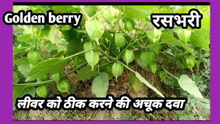 Peruvian ground cherry//rasbhari//liver ke liye vardaan#liver