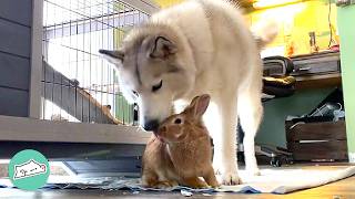 Huge Husky Climbs Into A Bunny Cage To Play With Her BFF | Cuddle Buddies