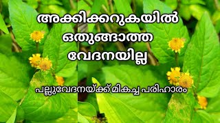 പല്ലുവേദനയ്ക്കുള്ള പരിഹാരം: അക്കിക്കറുകI കമ്മൽച്ചെടി|Palluvedhana chedi |Prakruthi malayalam