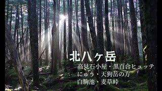 【にゅう・天狗岳・白駒池】高見石小屋泊で楽しむ苔の北八ヶ岳