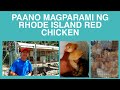 PAANO MAGPARAMI NG RHODE ISLAND RED CHICKEN / PAANO MAGPARAMI NG RHODE ISLAND RED NA MANOK