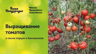 Выращивание томатов (семинар по природному земледелию)