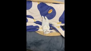 好像一只小玉兔#小猫咪的爪子有多好rua #猫猫就是小宝宝啊