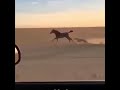 arabian horse horse vs cheetah race shorts speed