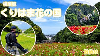 横須賀くりはま花の国　ポピー