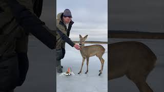 Precious Deer Approaches People on Ice