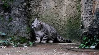 ピョンピョン、フクくん　Snow leopard(ユキヒョウ)　多摩動物公園