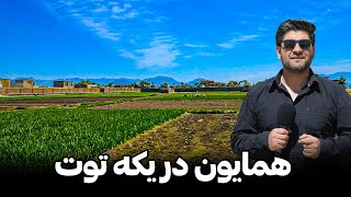 یکه توت کابل، گندنه و آبادی مملو با خوشی مردم👏