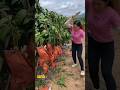 Fresh Fruit Cutting Straight from the Trees