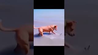 funny short video.Dog and bird.